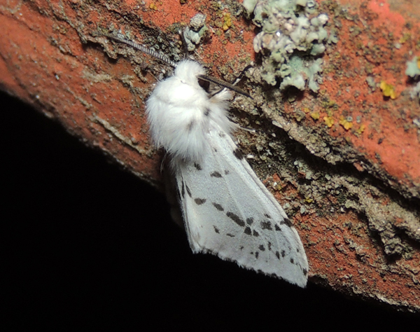 Spilosoma lubricipedum Erebidae
